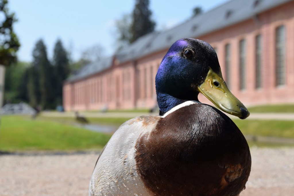 7 Blicke auf …&nbsp;Schwetzingen