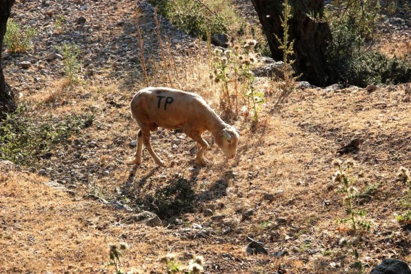 Malle-byLucia_150614-38