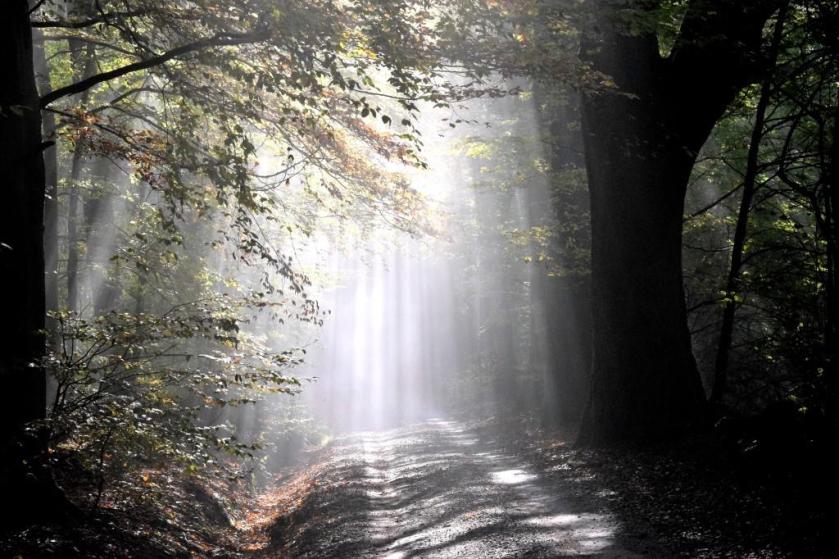 Unterfreundenblog Woche in Bildern Heidelberg Zauberwald Morgennebel