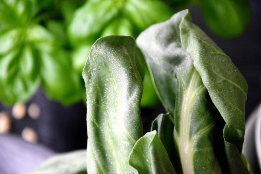 Unterfreundenblog Ottolenghi Lachs Pinienkernsalsa Salmon Pinenutsalsa Bridget Jones Rezept Recipe Mangold Chard Basil Basilikum