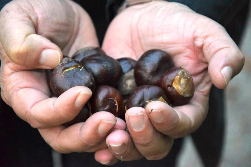 Unterfreundenblog Kürbis, Linsen, Maronen Hippe Herbst Trilogie