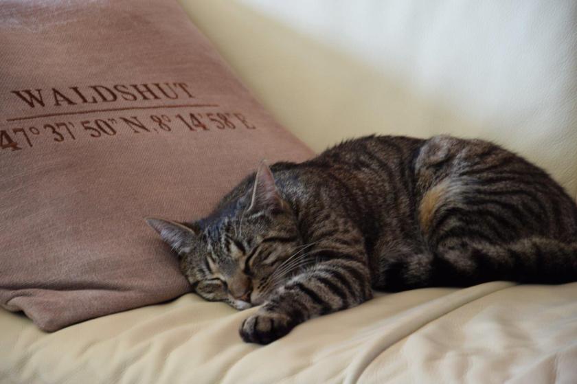 Unterfreundenblog Wochenendtipps Tierheimweihnacht Tierheim Mannheim 2016