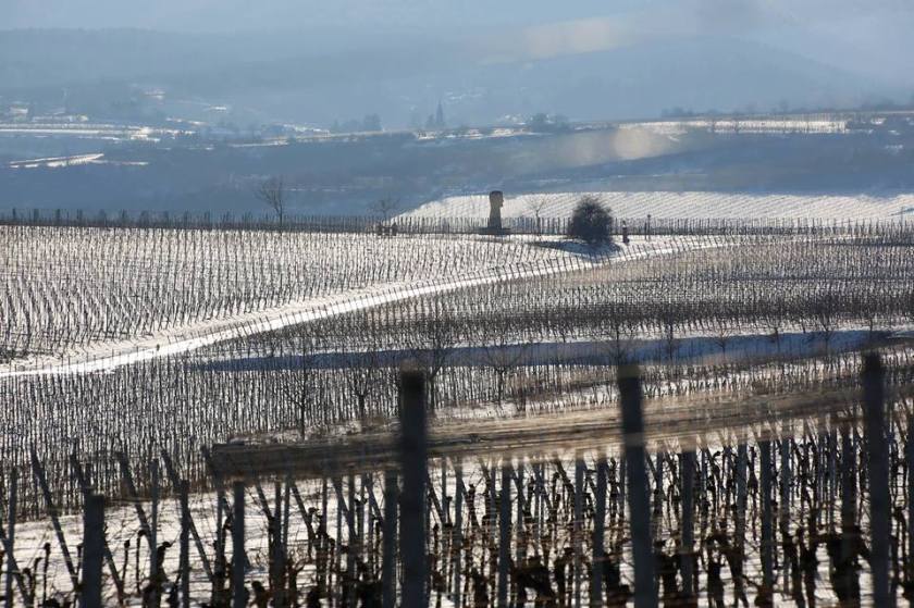 Unterfreundenblog Wochenendtipps Rotweinwanderung Schriesheim Bergstraße