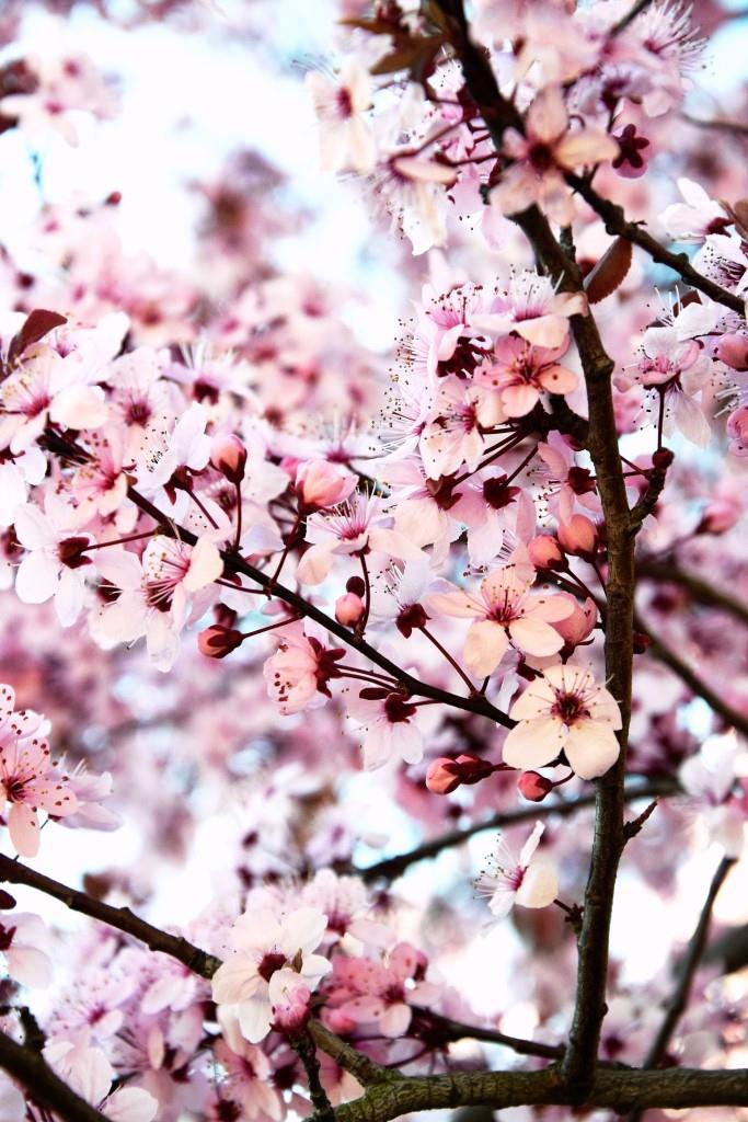 Kirschblüten / Cherry Blossom / Sakura / Spring / Frühling - Unterfreundenblog