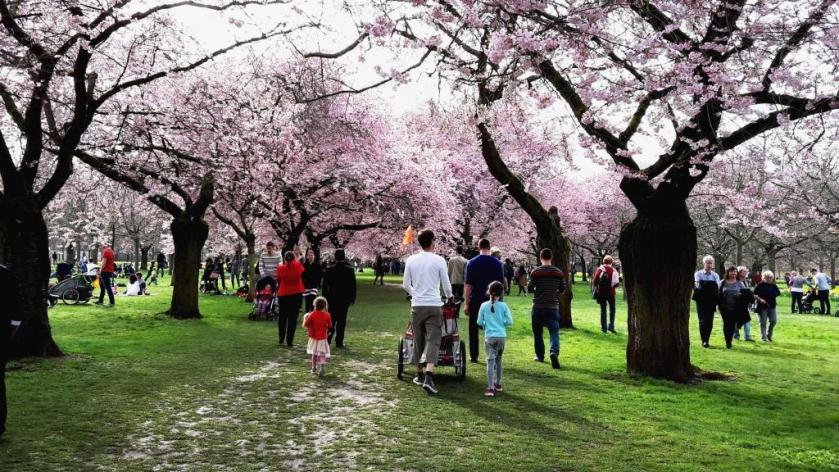 Unterfreundenblog Wochenendtipps Kirschblüte Schwetzingen Schlosspark Narzissen Frühling