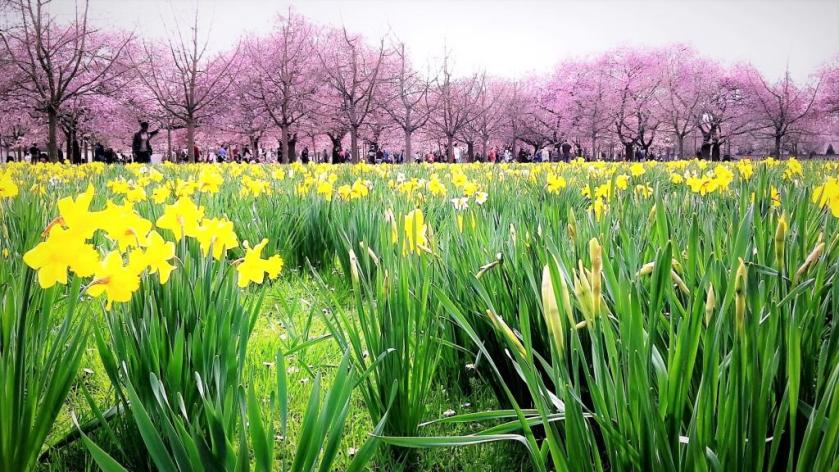Unterfreundenblog Wochenendtipps Kirschblüte Schwetzingen Schlosspark Narzissen Frühling