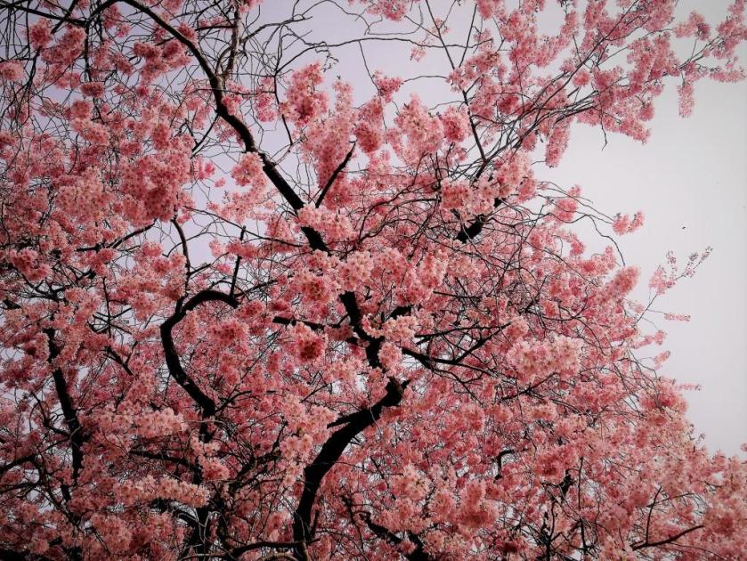 Kirschblüte / Cherry Blossom / Sakura / Blue Sky / Frühling / Spring