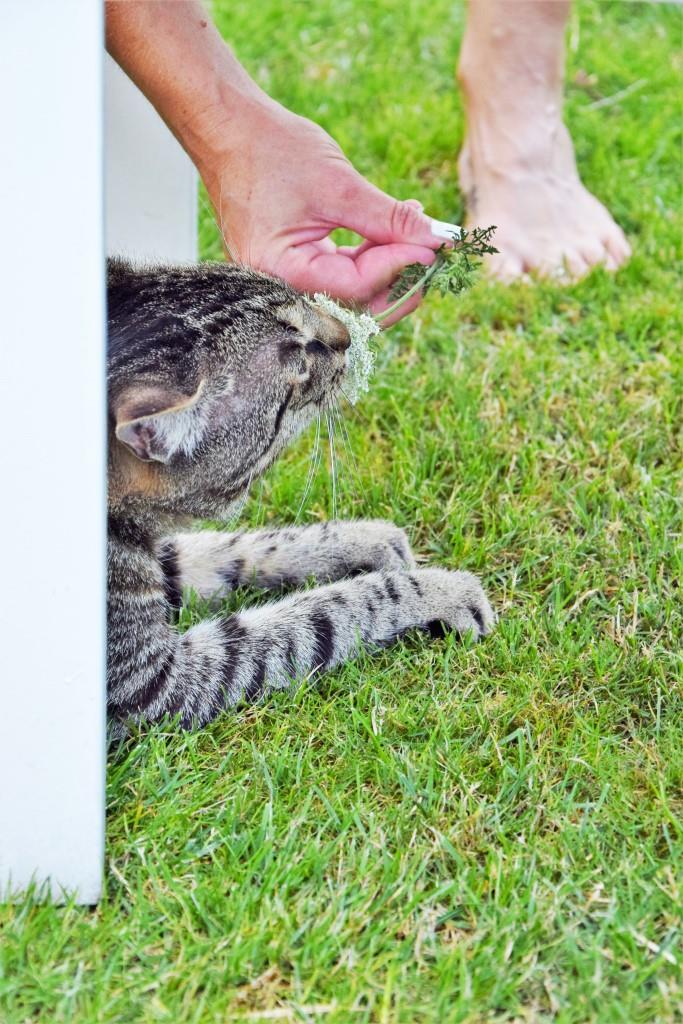 White Dinner - Diner en blanc - Blog-Event Rhein-Neckar-Blogger / Unterfreundenblog