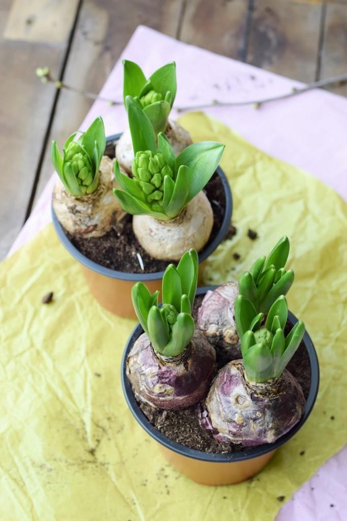 DIY Hyazinthen in Wachs - Frühlingsdeko in Pastell - Unterfreundenblog