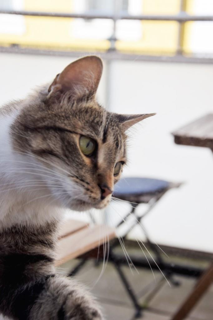 Kater Snoopy in Spiel- und Kuschellaune - im Katzencafé Karlsruhe