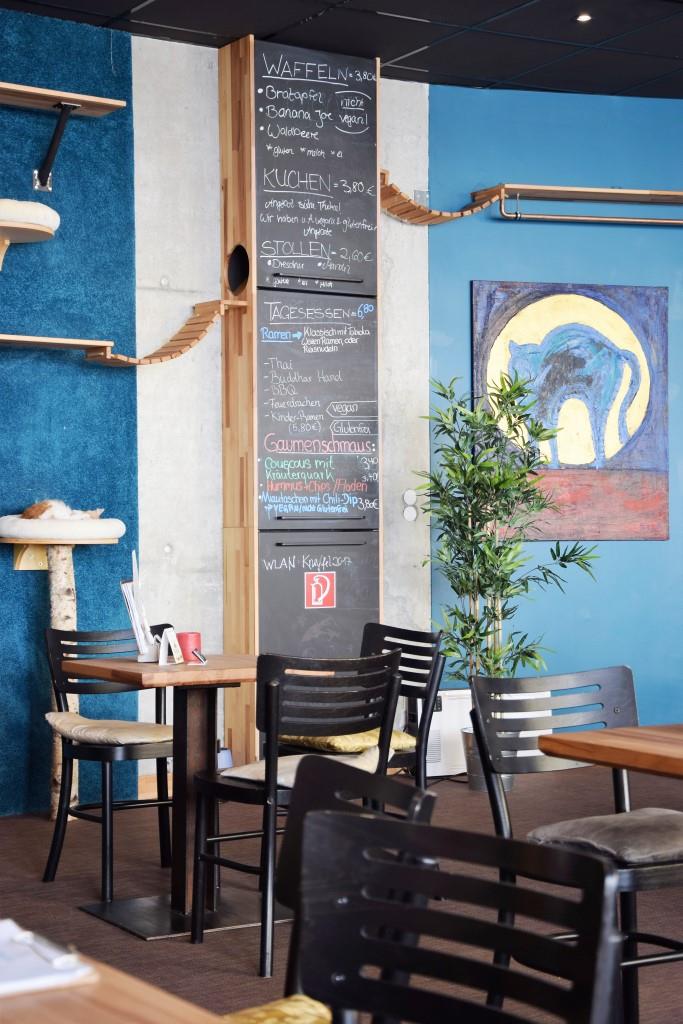 Hier sind Katzen UND Kunden König - im Cats Café Karlsruhe