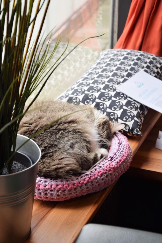 Kaffee, Kuchen und Kuscheln - und zwischendurch ein Schläfchen - im Katzencafé in Karlsruhe