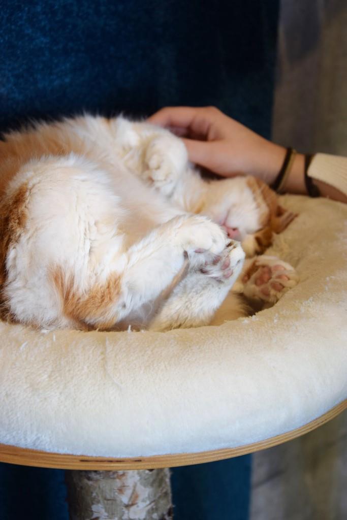 Ein gemütliches Nickerchen muss sein - kleine Auszeit im Cats Café Karlsruhe
