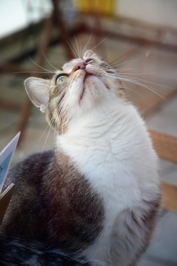 Strike a pose! Kater Snoopy im Cats Café in Karlsruhe
