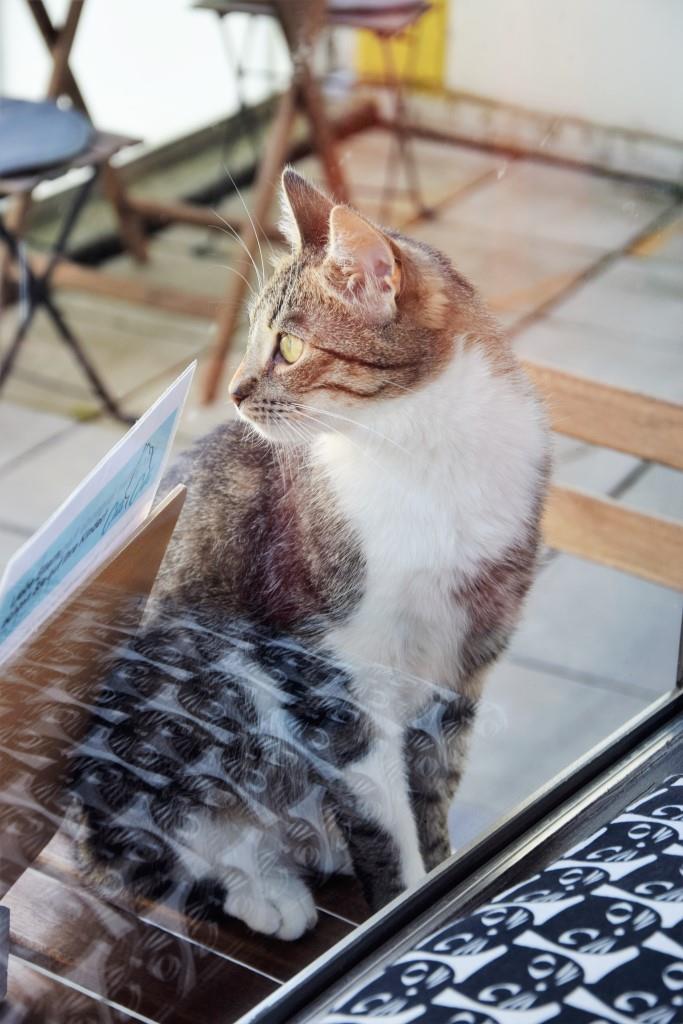 Bei schönem Wetter geht's auf die Terrasse - zum Sonnen und Spielen - im Cats Café Karlsruhe