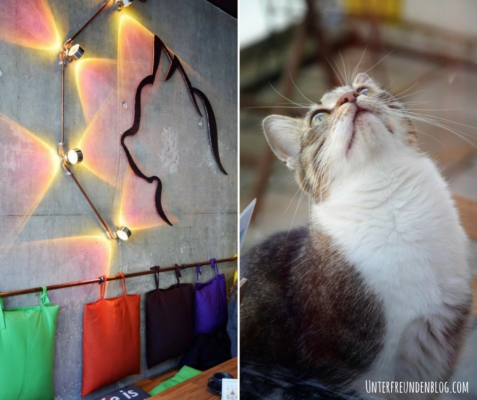Ein Plätzchen mit Miau-Faktor! Das Cats Café in Karlsruhe - zum Schnurren schön!