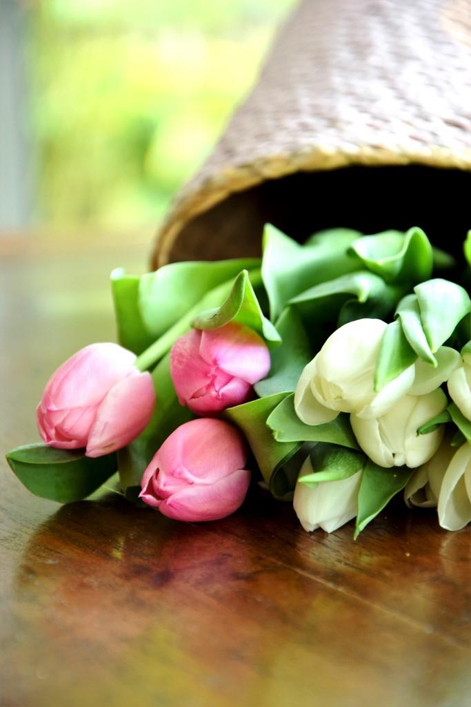 Frühlingsboten Tulpen in Pink und Weiß