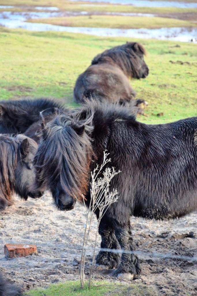 Pferde auf der Weide - Zeeland