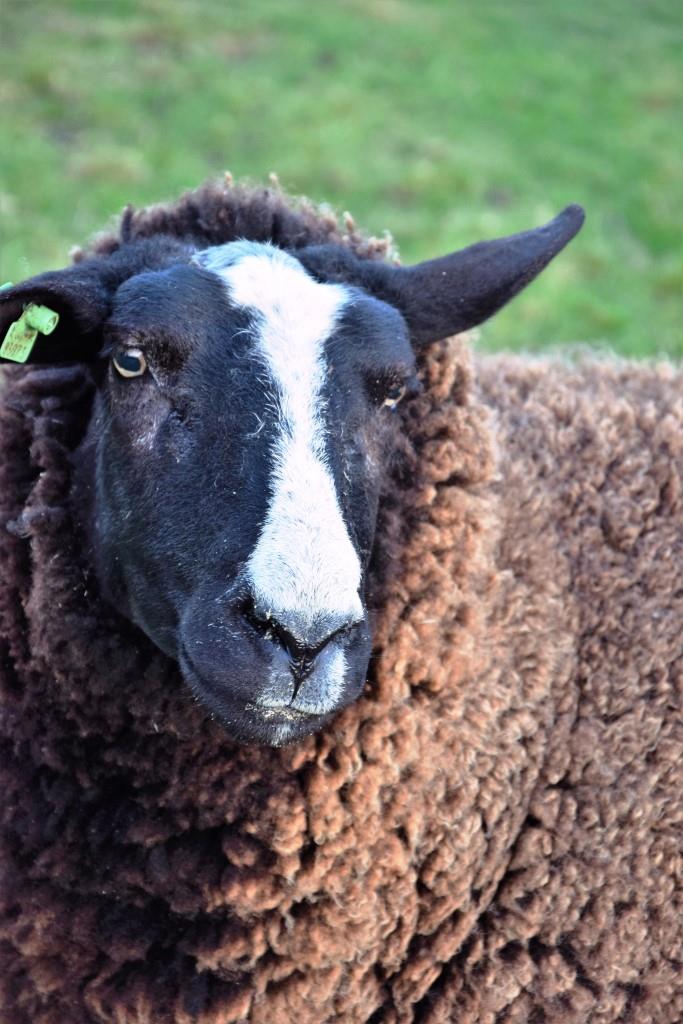 Brownie das Schaaf, aka unser lebendiger Urlaubswecker