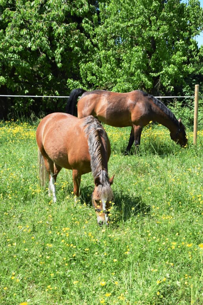 Idylle pur im Kraichgau - Pferdeweiden entlang der Leimbachroute