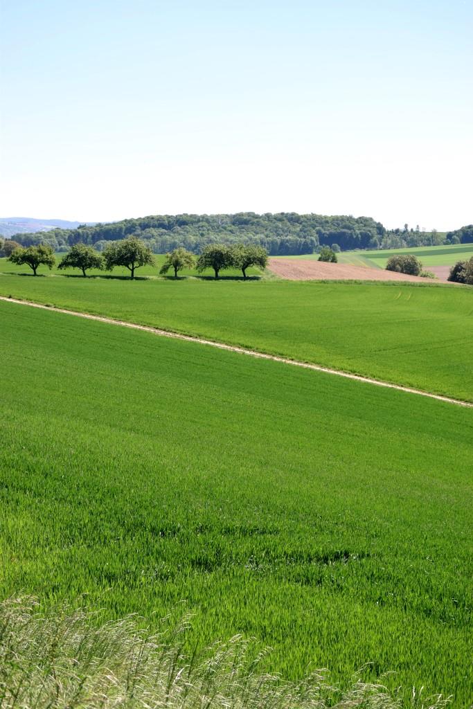 Die sanften Hügel des Kraichgau aka als mörderische Bergetappe auf Kilometer 1!