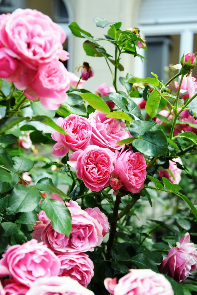 A rose is a rose is a rose