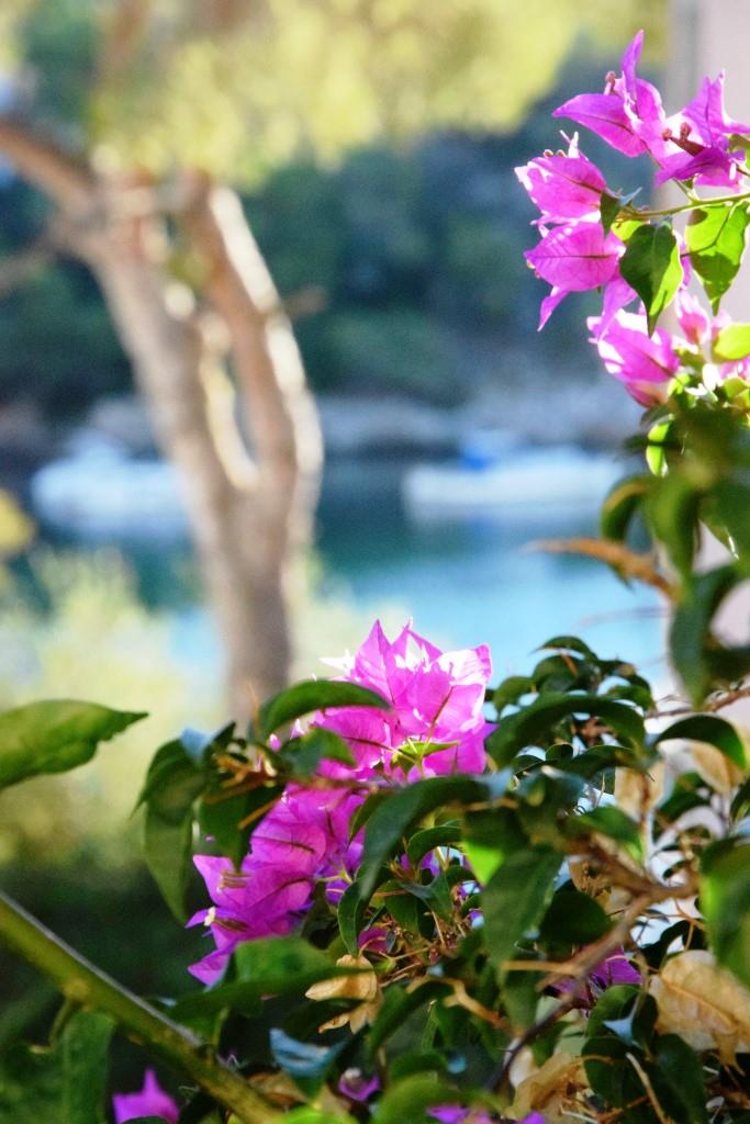 Bougainvillea, die pinkfarbenen Blüten des Südens, im Hintergrund das blaue Meer