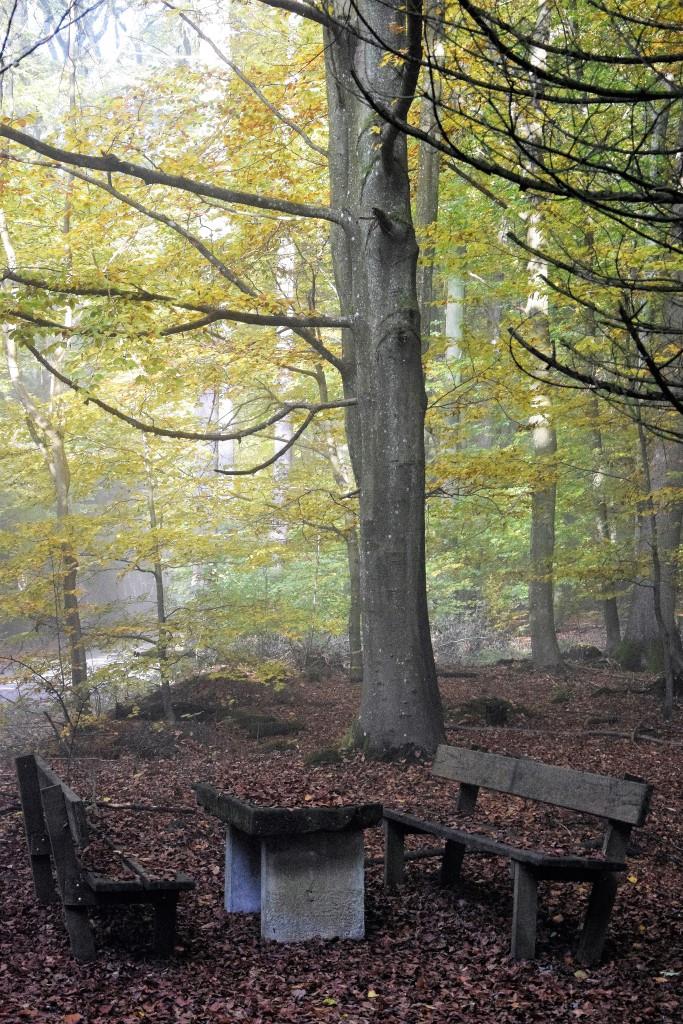 Hach, so schön - der Wald im Herbst!