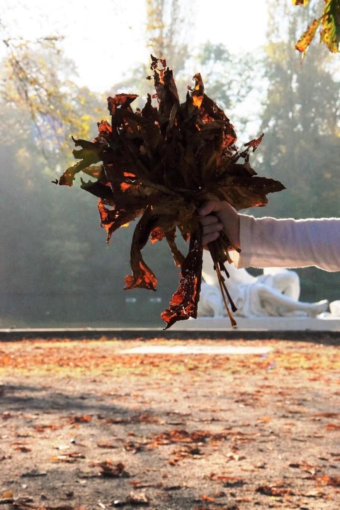 Herbst, ich mag Dich! Herbstspaziergang im Park - ein Muss auf der Fall Bucket List!