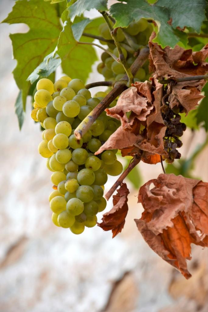 Hach, Backen und Kochen mit Trauben, Kürbis und Co. - ich freue mich drauf