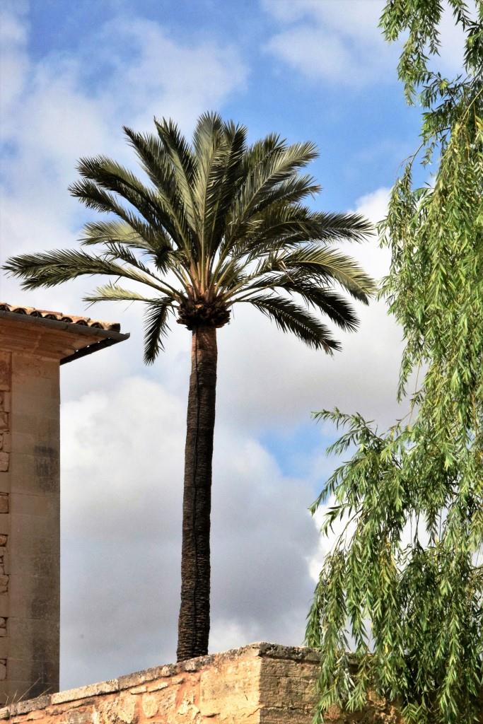 Unter Palmen - Santanyi Mallorca
