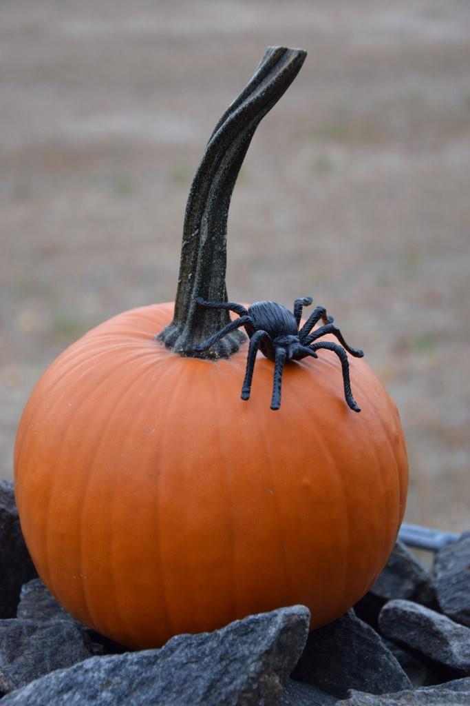 Kein Halloween ohne Kürbis - hier dekoriert mit fetter Spinne