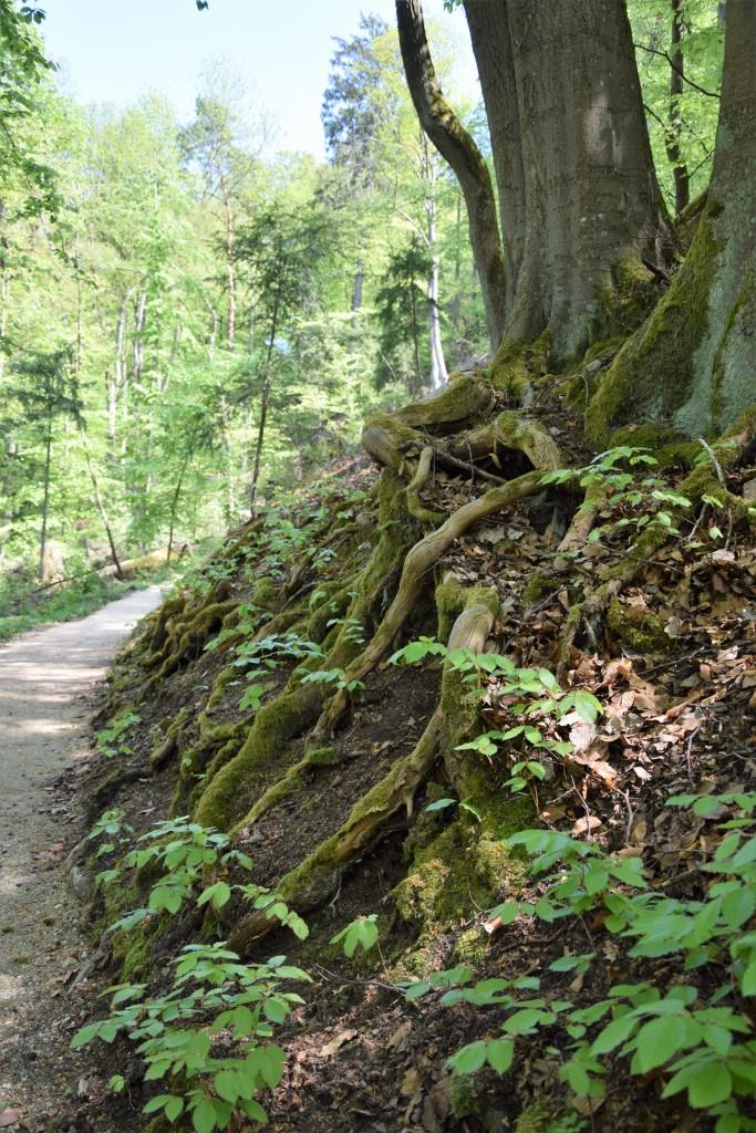 Der Rückweg durch den schattigen grünen Wald ist so viel schöner als Treppensteigen!