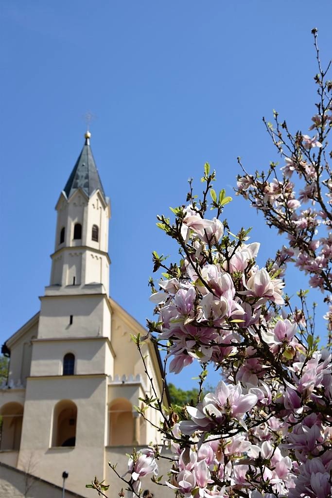 Kirchturm bei Regensburg und Magnolienbaum
