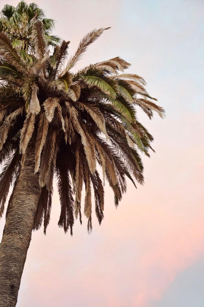 #Palme #Sardinien #Italien