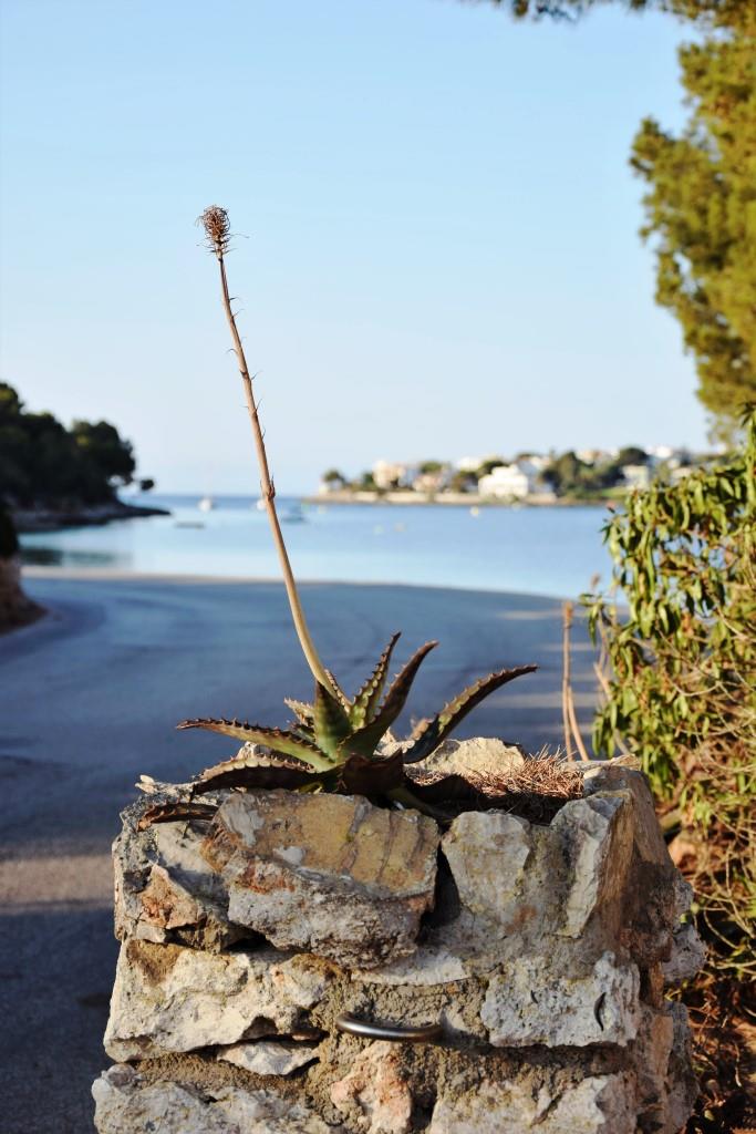 Aloe Mallorca Spanien