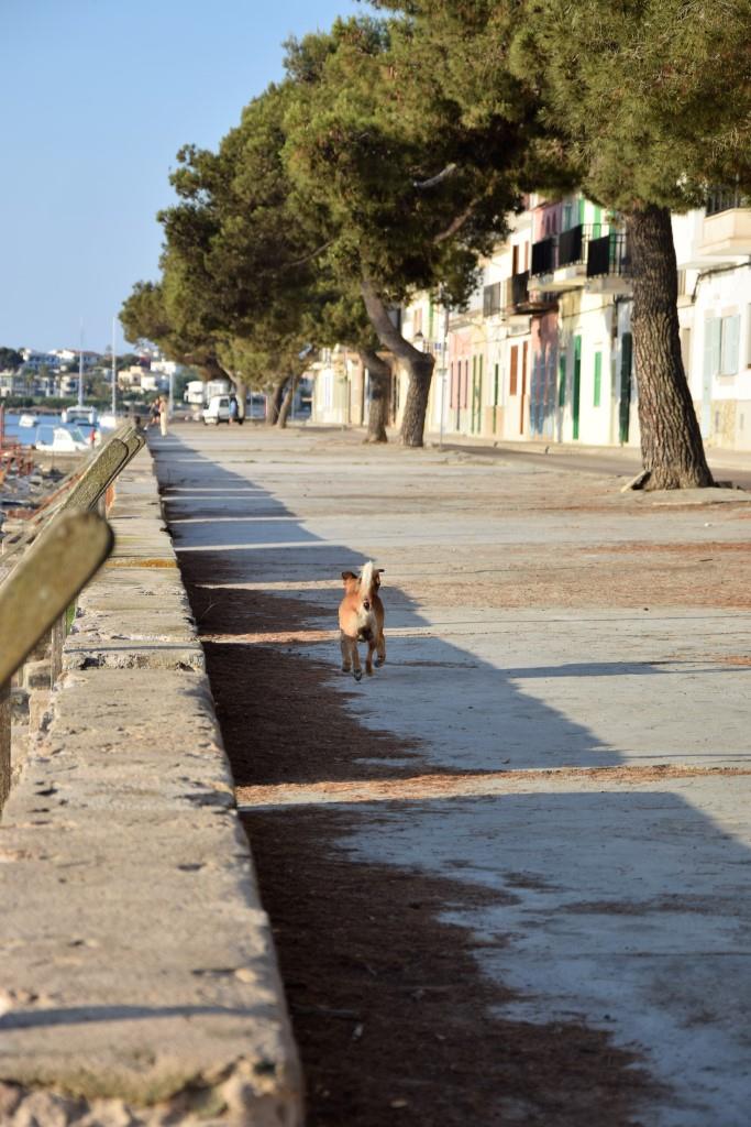 Hund Straße Mallorca