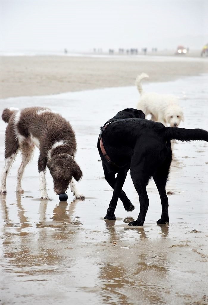 Hunde Strand Zeeland