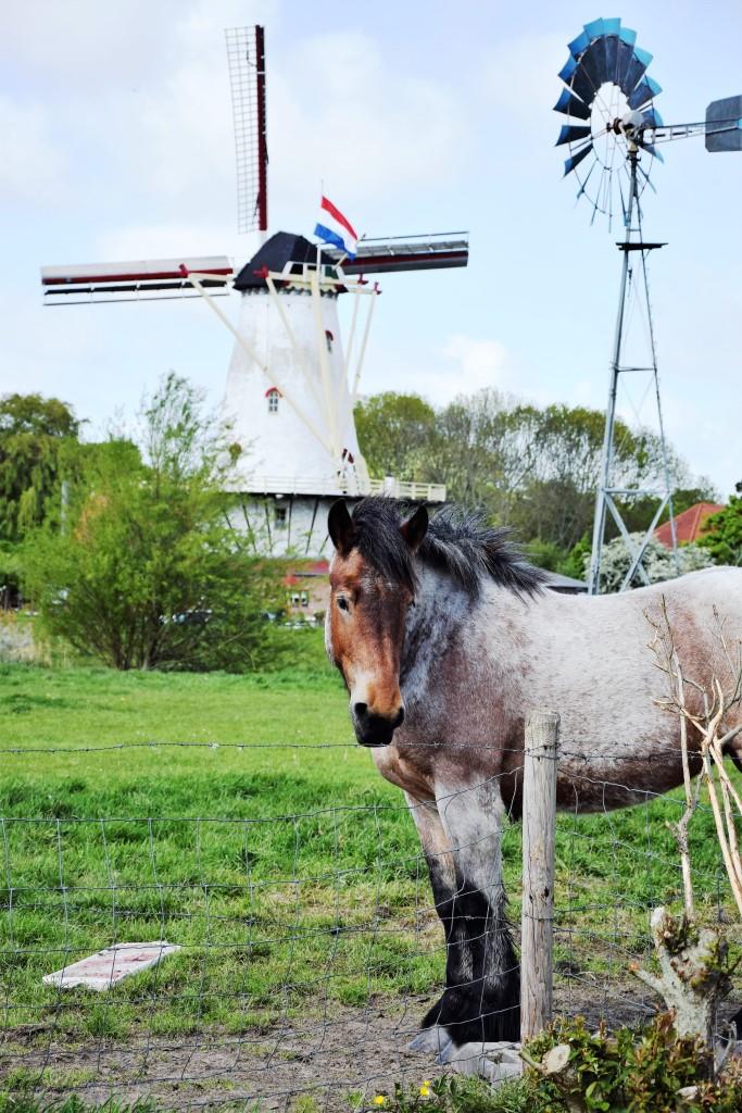 Pferd Mühle Zeeland