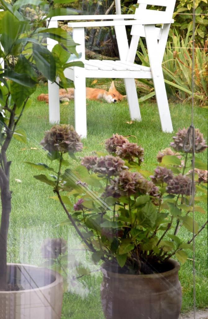 Fuchs schläft im Garten