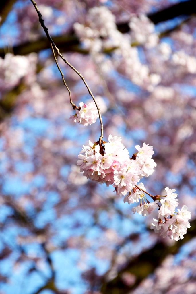 Frühling Kirschbaum Rosa