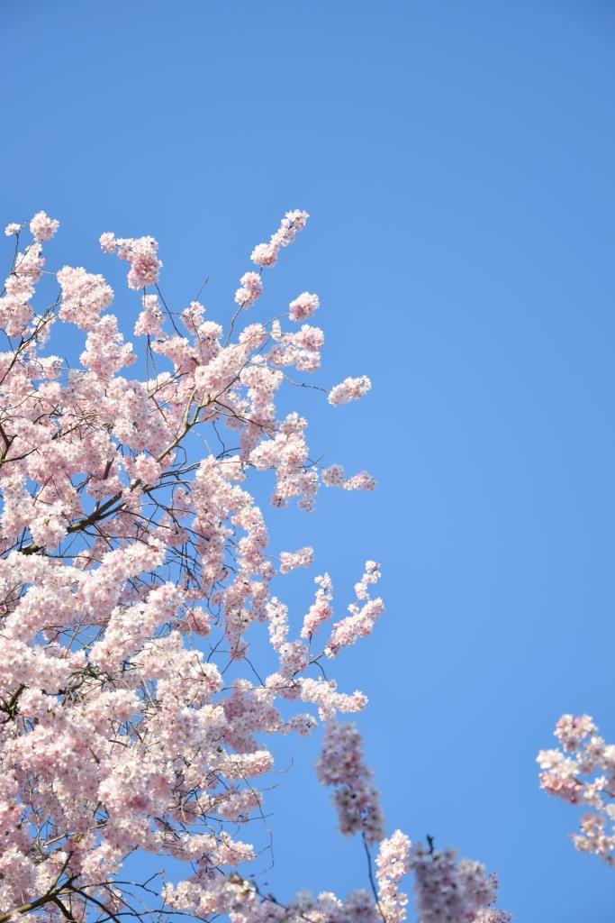 Sakura Cherry Blossom