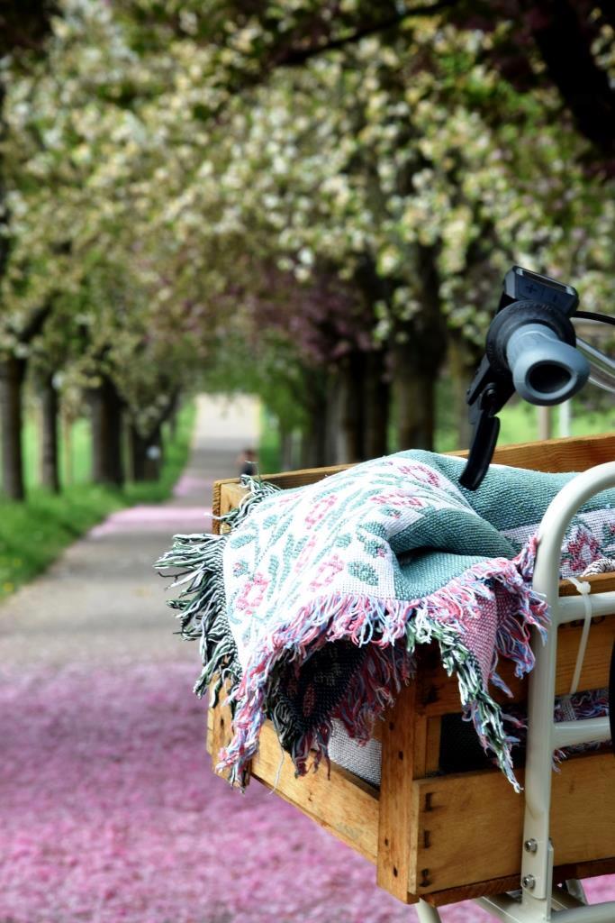 Radtour Frühling Kirschblüten