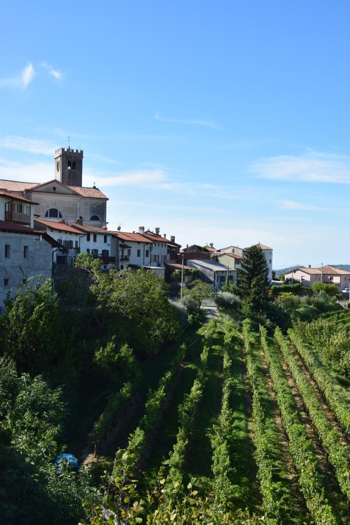 Smartno Slowenien Weinberge