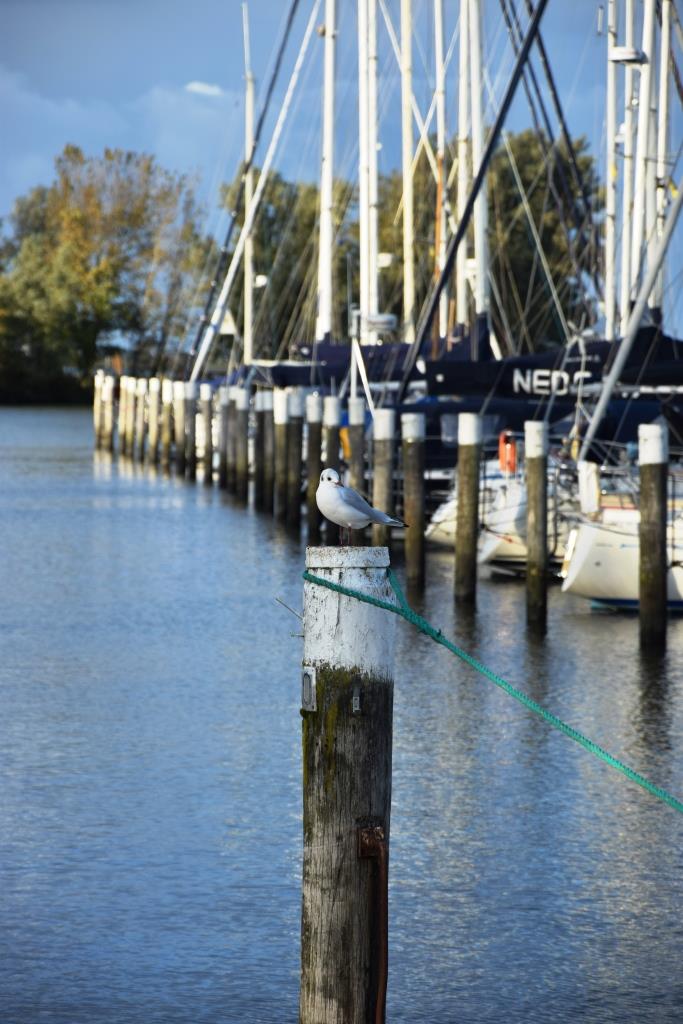 Holland Hafen Segelboote