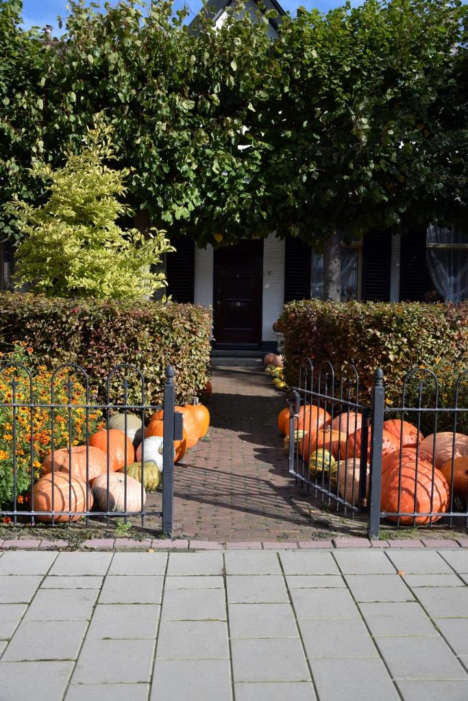 Kürbis Dekoration Vorgarten