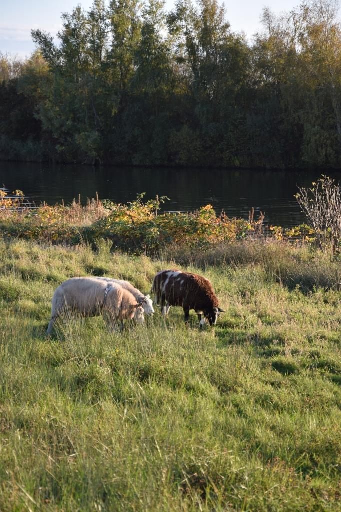 Schafe Herbst Holland