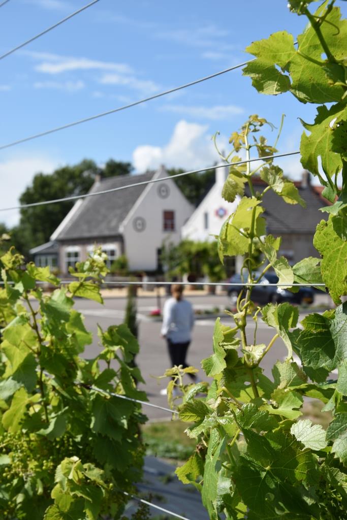 Weingut Zeeland Holland