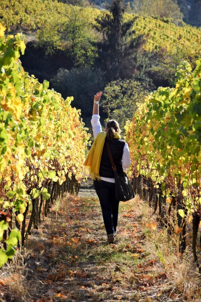 Spaziergang Herbst Weinberge