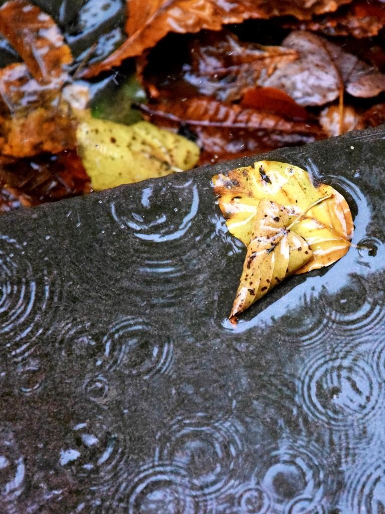 Blätter Regen Straße